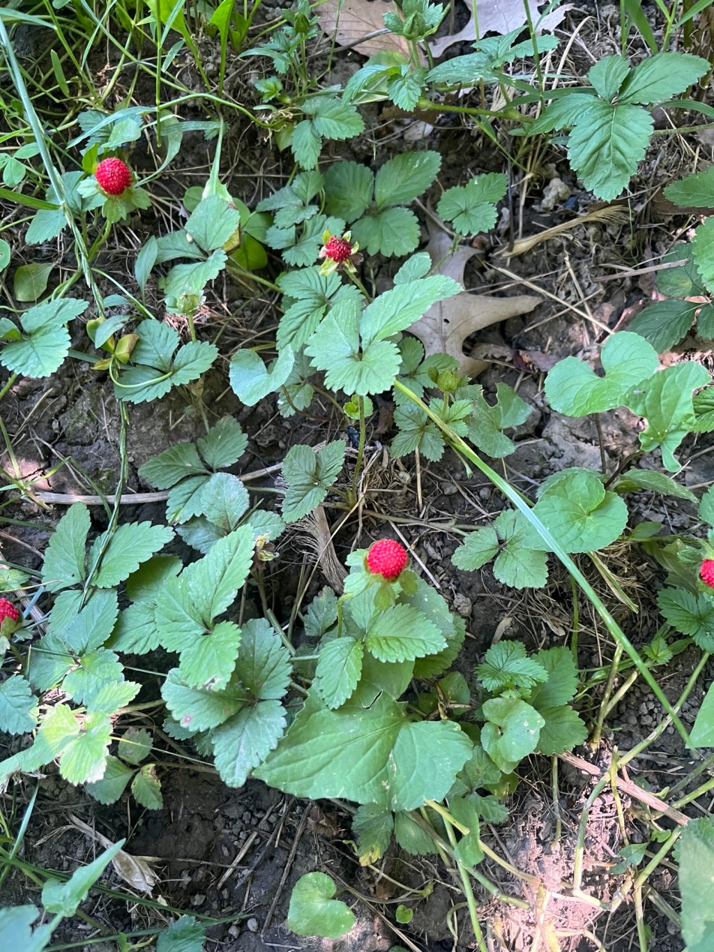 New growth
