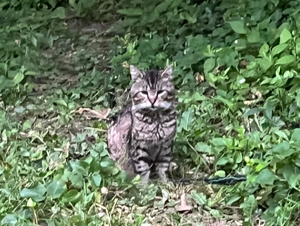 Are there consequences to removing the&nbsp;cats?
