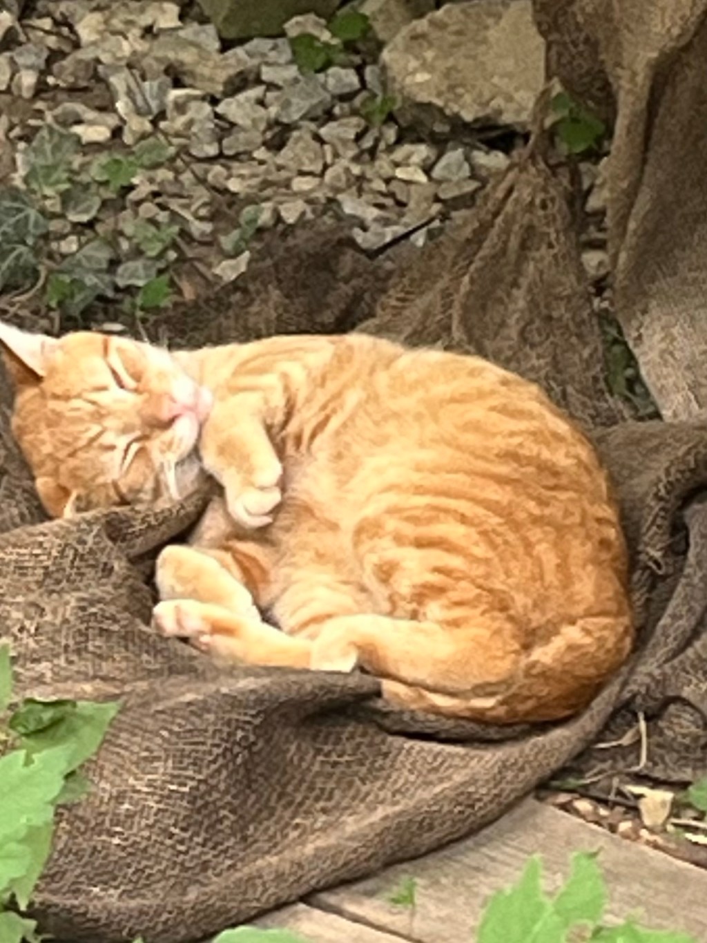Sweet ginger boy